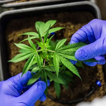 cannabis-regulamentacao