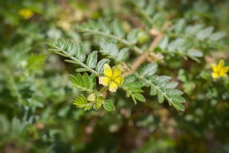 tribulus-terrestris-dlm-consult